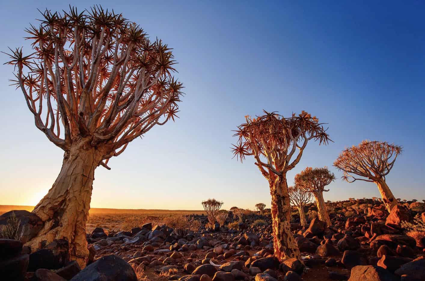 One of the four rarest tree species in the world, featured in Moss & Fog's field notes on endangered trees