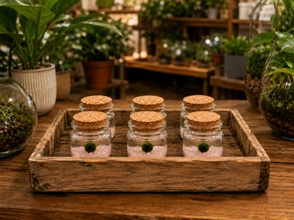 Rose Quartz Marimo Moss Ball Terrarium, Set of 6
