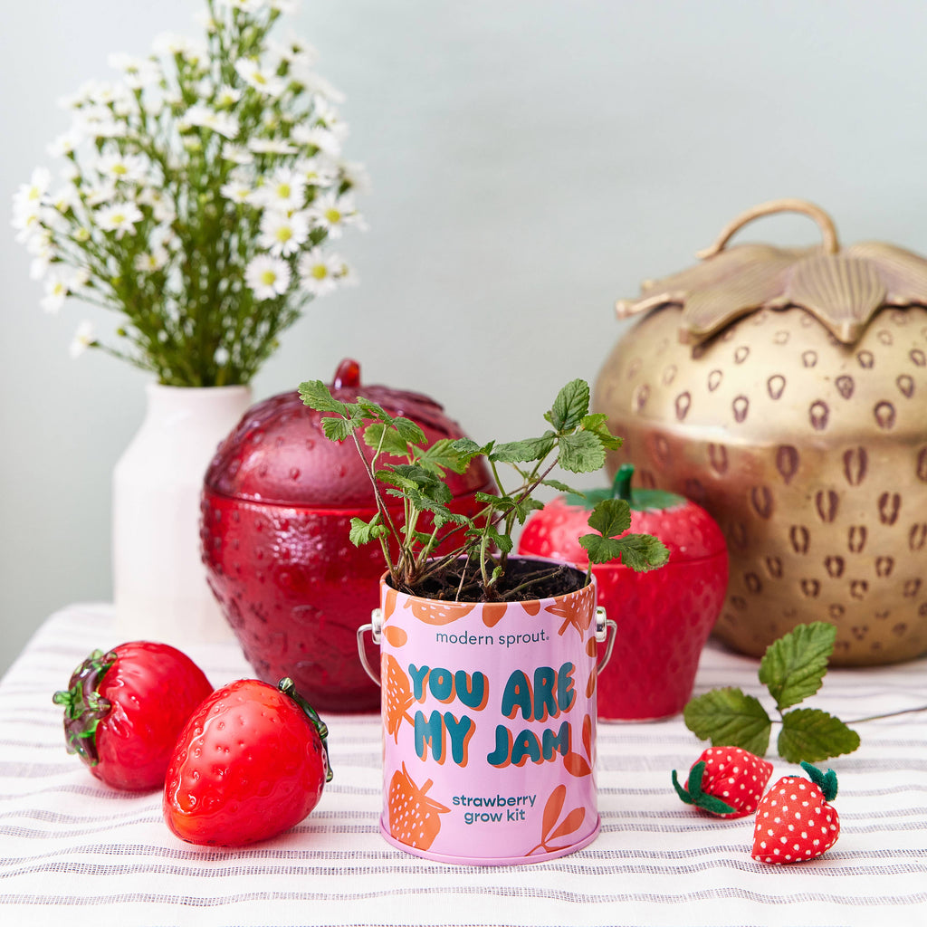 Complementary Color Grow Kits