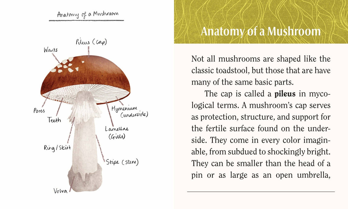 Mushrooms: A Wooden Magnet Set