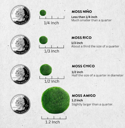 Rose Quartz Marimo Moss Ball Terrarium, Set of 6