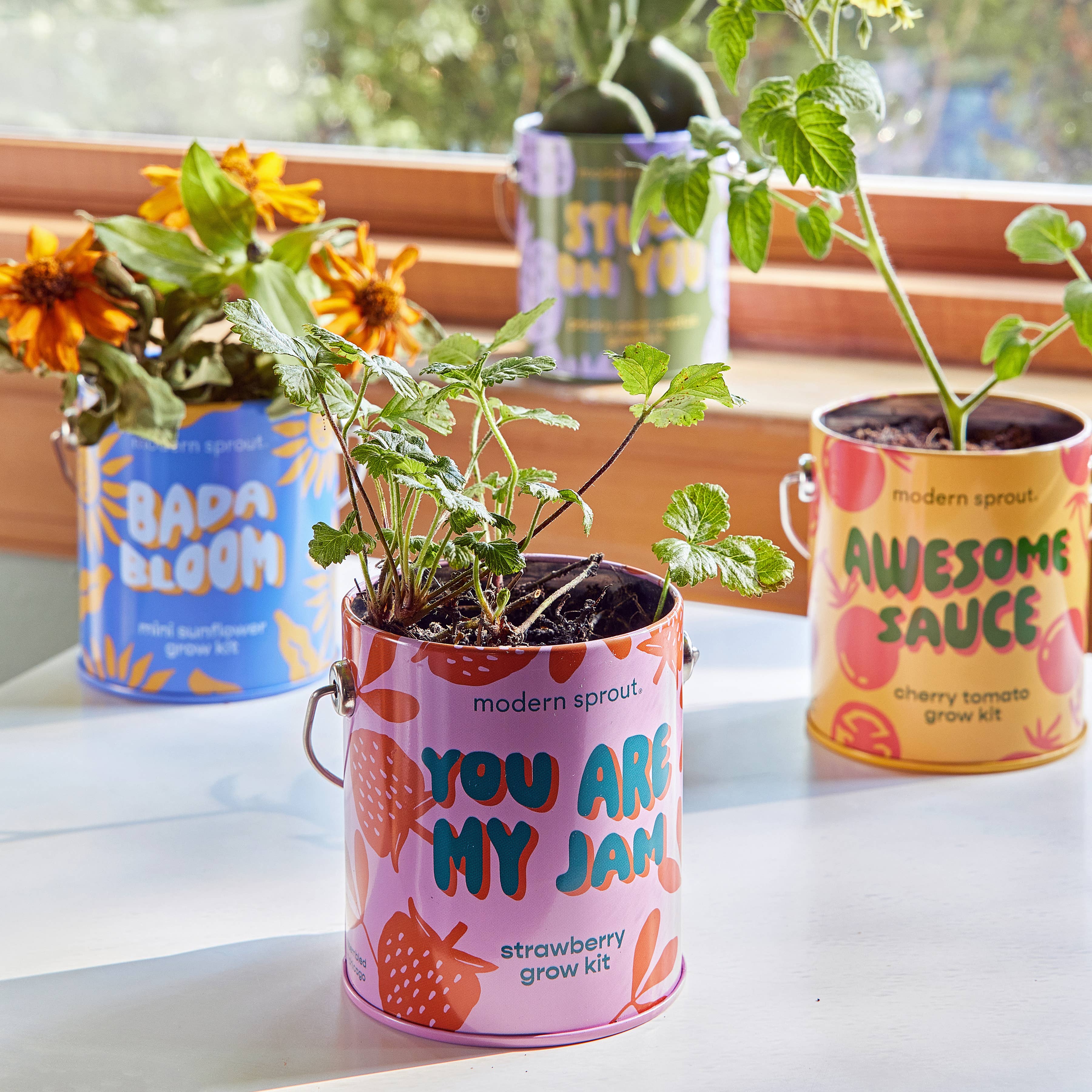 Complementary Color Grow Kits