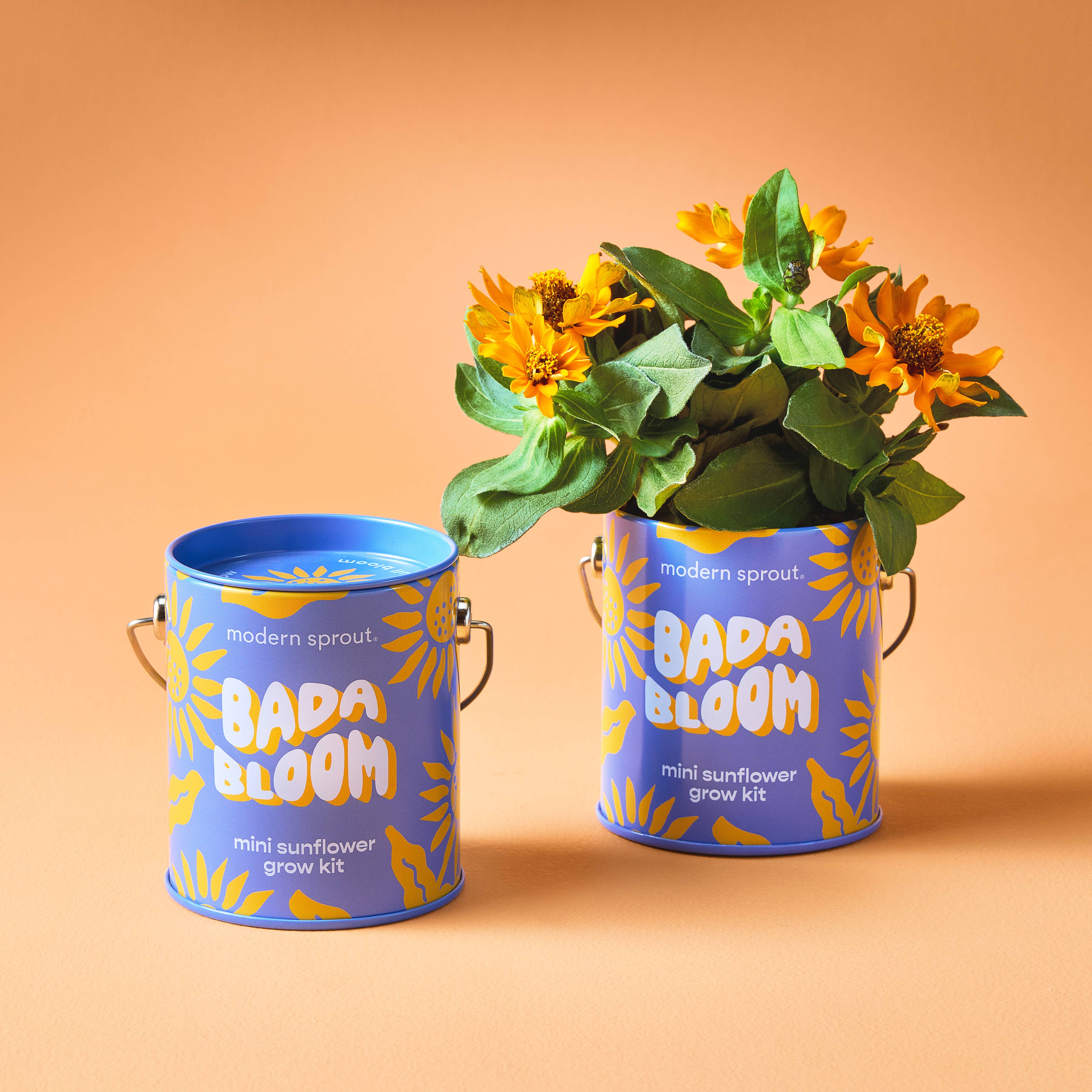 Complementary Color Grow Kits