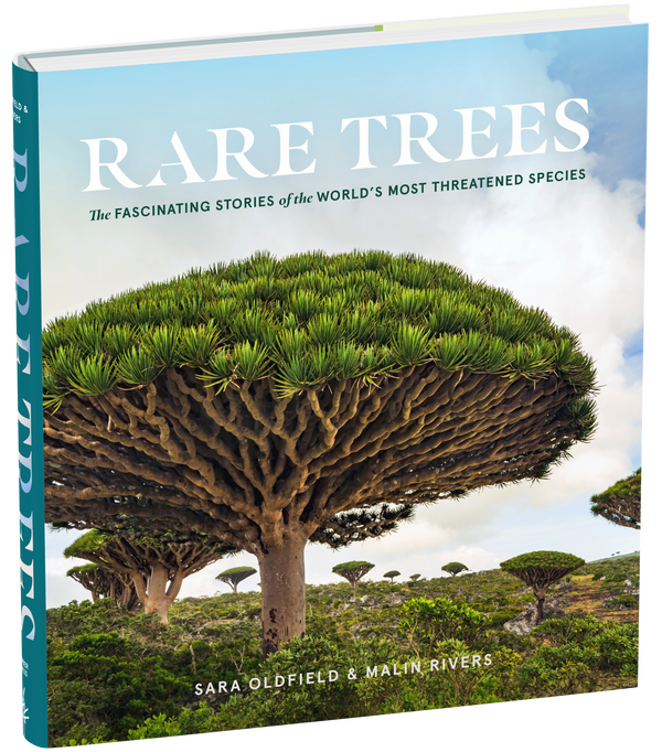 Rare Trees hardcover standing upright, a wide dragon tree with an umbrella canopy on the cover under a pale sky