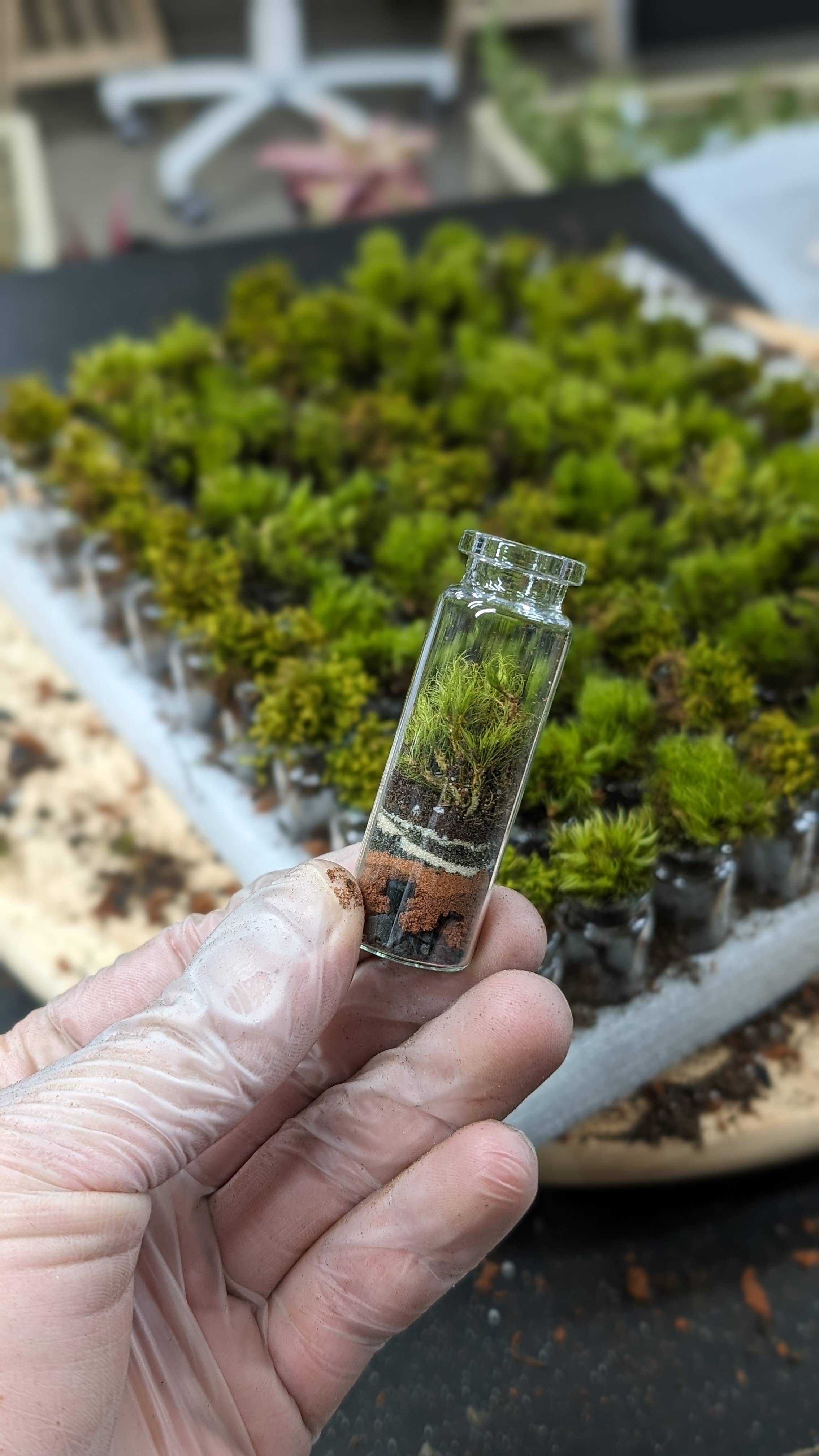 Pocket Terrarium, self sustaining miniature moss ecosystem, from TERRART NYC