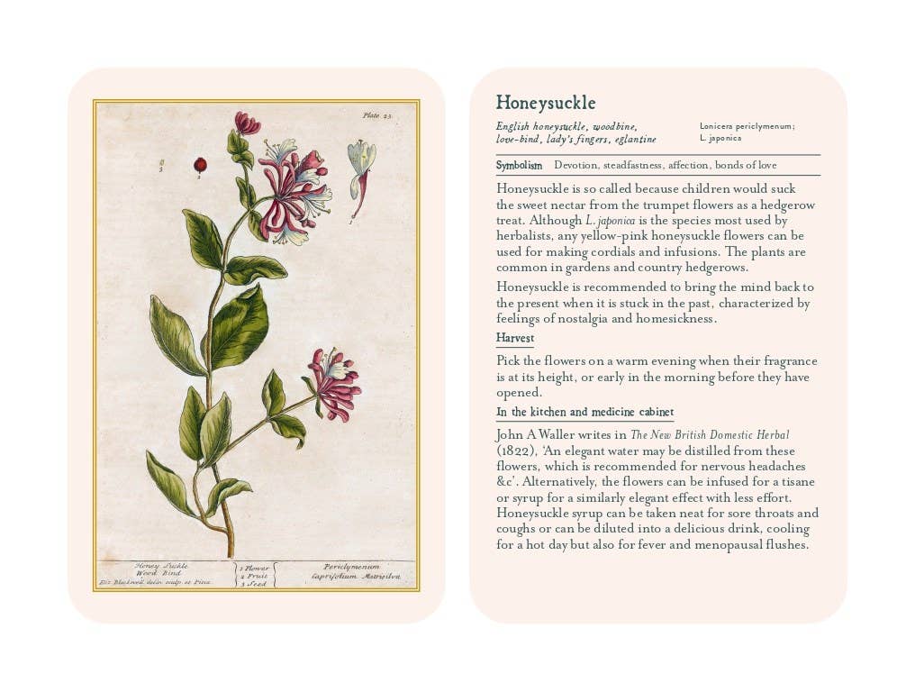 Healing Plants: A Botanical Card Deck