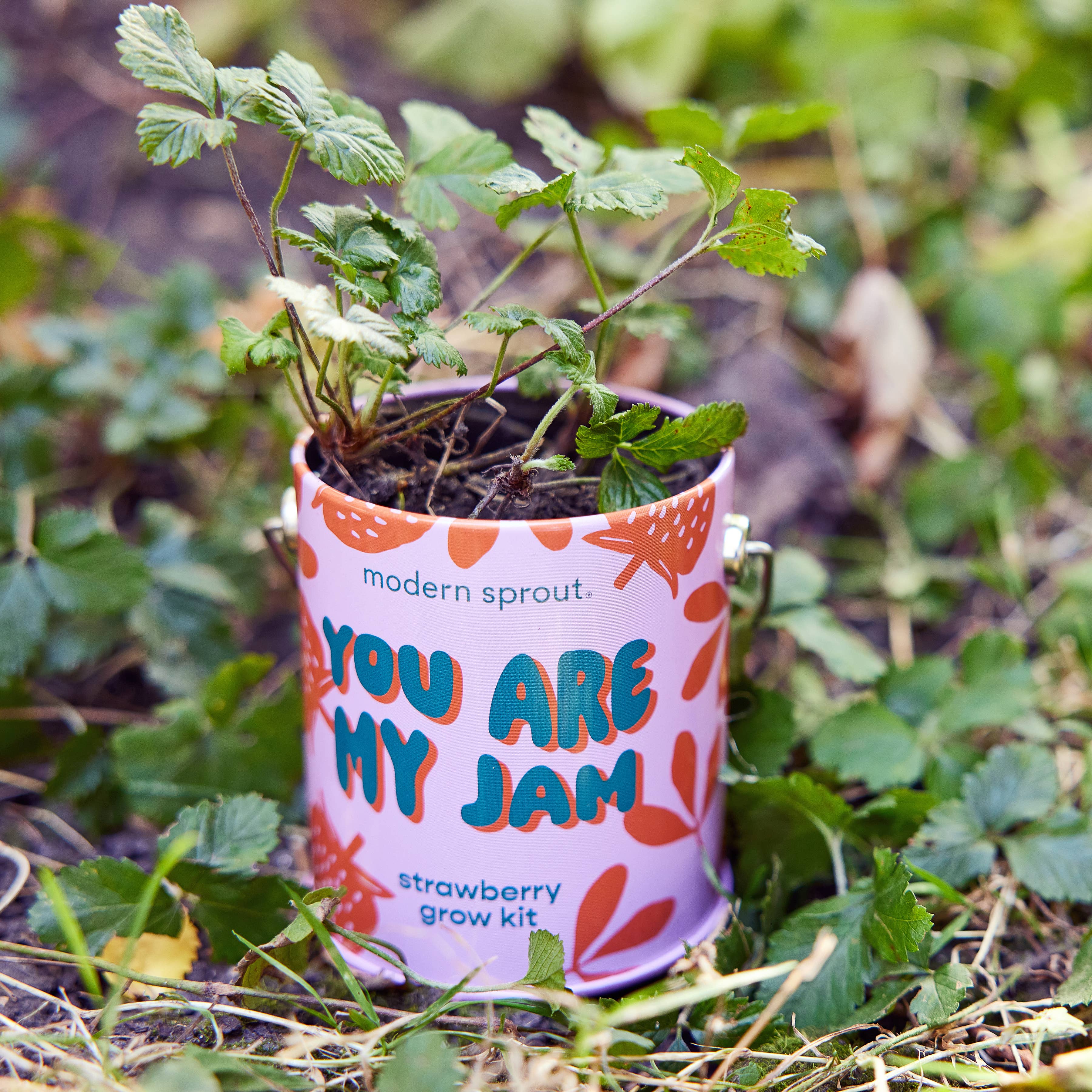Complementary Color Grow Kits