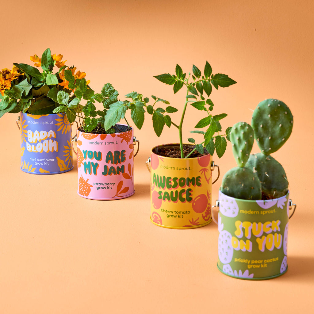 Complementary Color Grow Kits