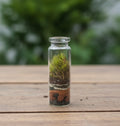 Pocket Terrarium on a weathered wood table, a small glass vial of green moss over layers of soil and stone, with a blurred garden behind