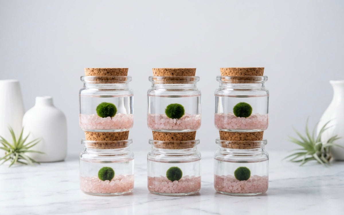Rose Quartz Marimo Moss Ball Terrarium