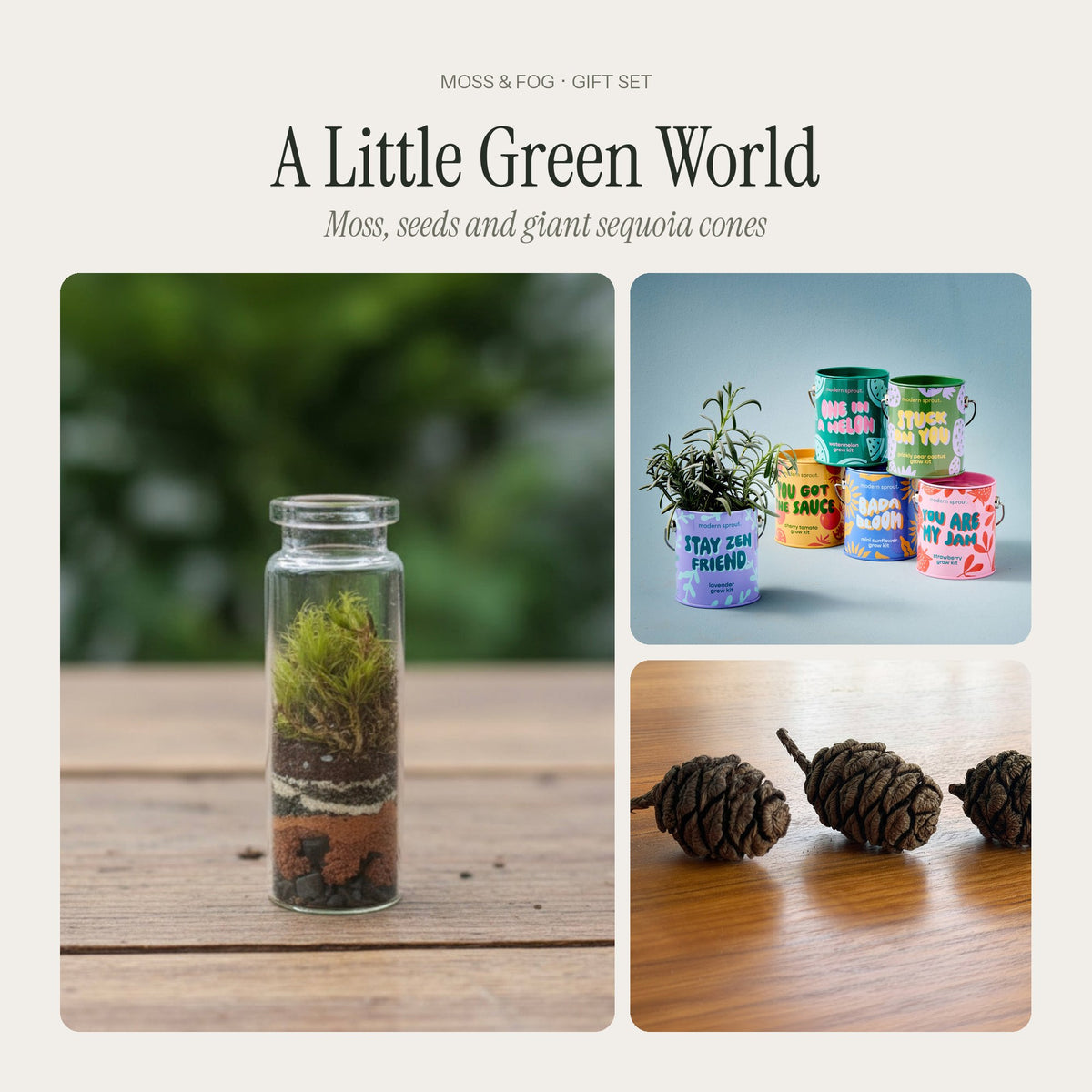 A Little Green World gift from Moss & Fog: a living pocket terrarium, a colourful grow kit tin and three giant sequoia cones