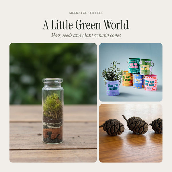 A Little Green World gift from Moss & Fog: a living pocket terrarium, a colourful grow kit tin and three giant sequoia cones