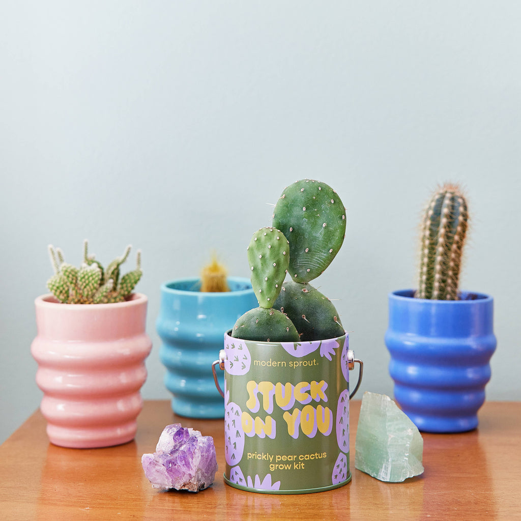 Complementary Color Grow Kits