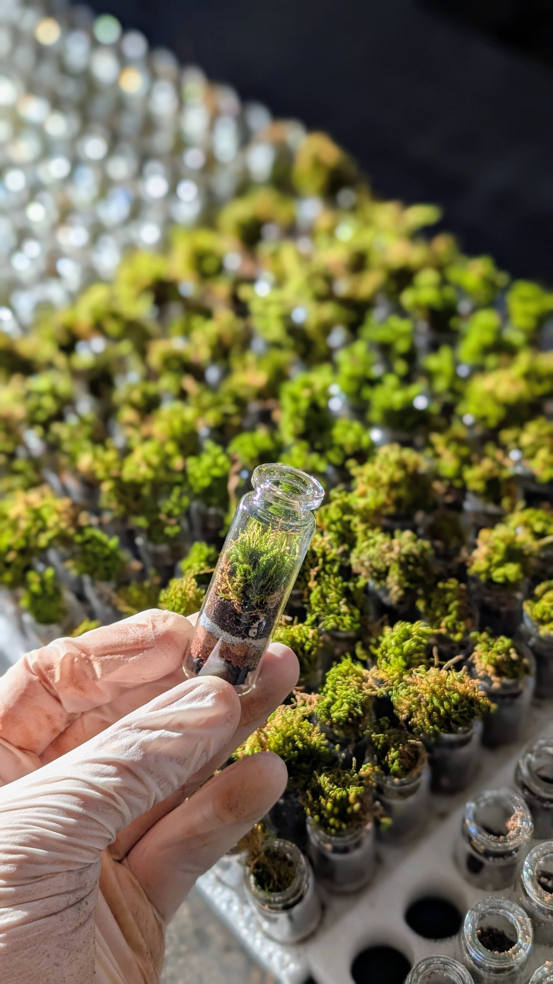 Pocket Terrarium, self sustaining miniature moss ecosystem, from TERRART NYC