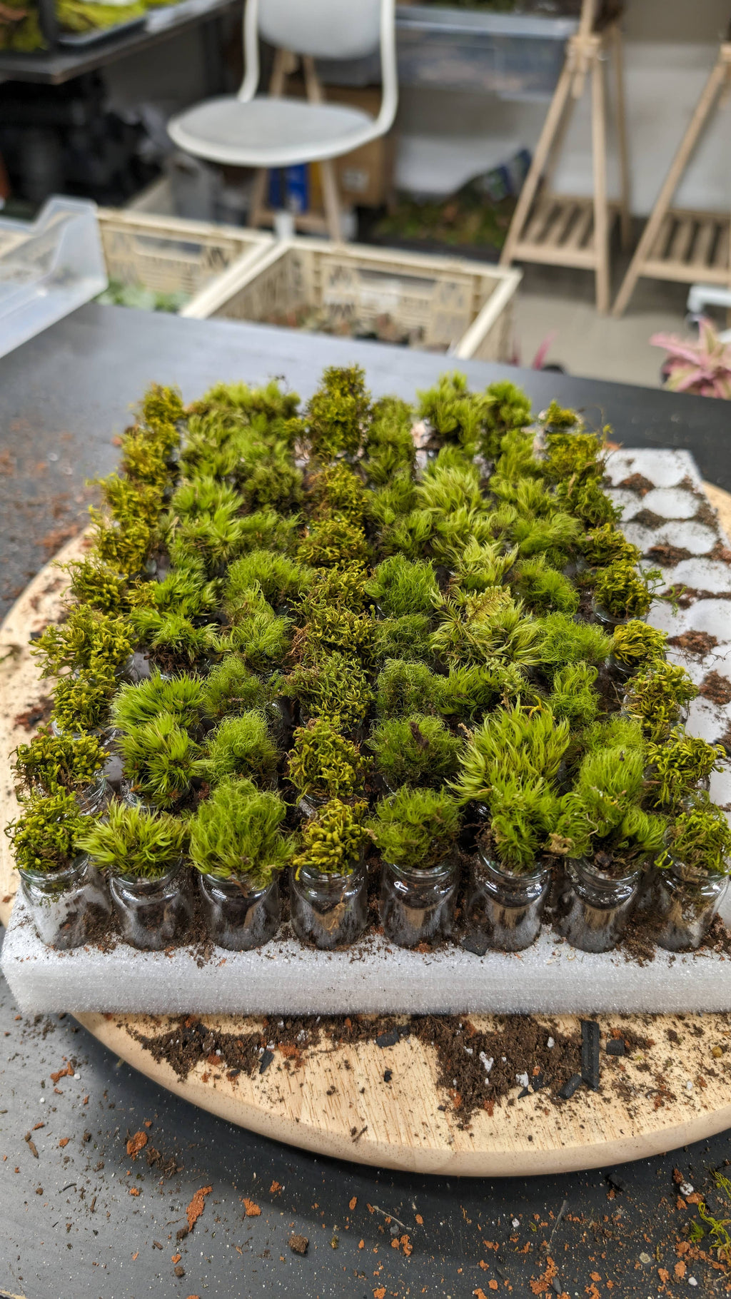 Pocket Terrarium, self sustaining miniature moss ecosystem, from TERRART NYC