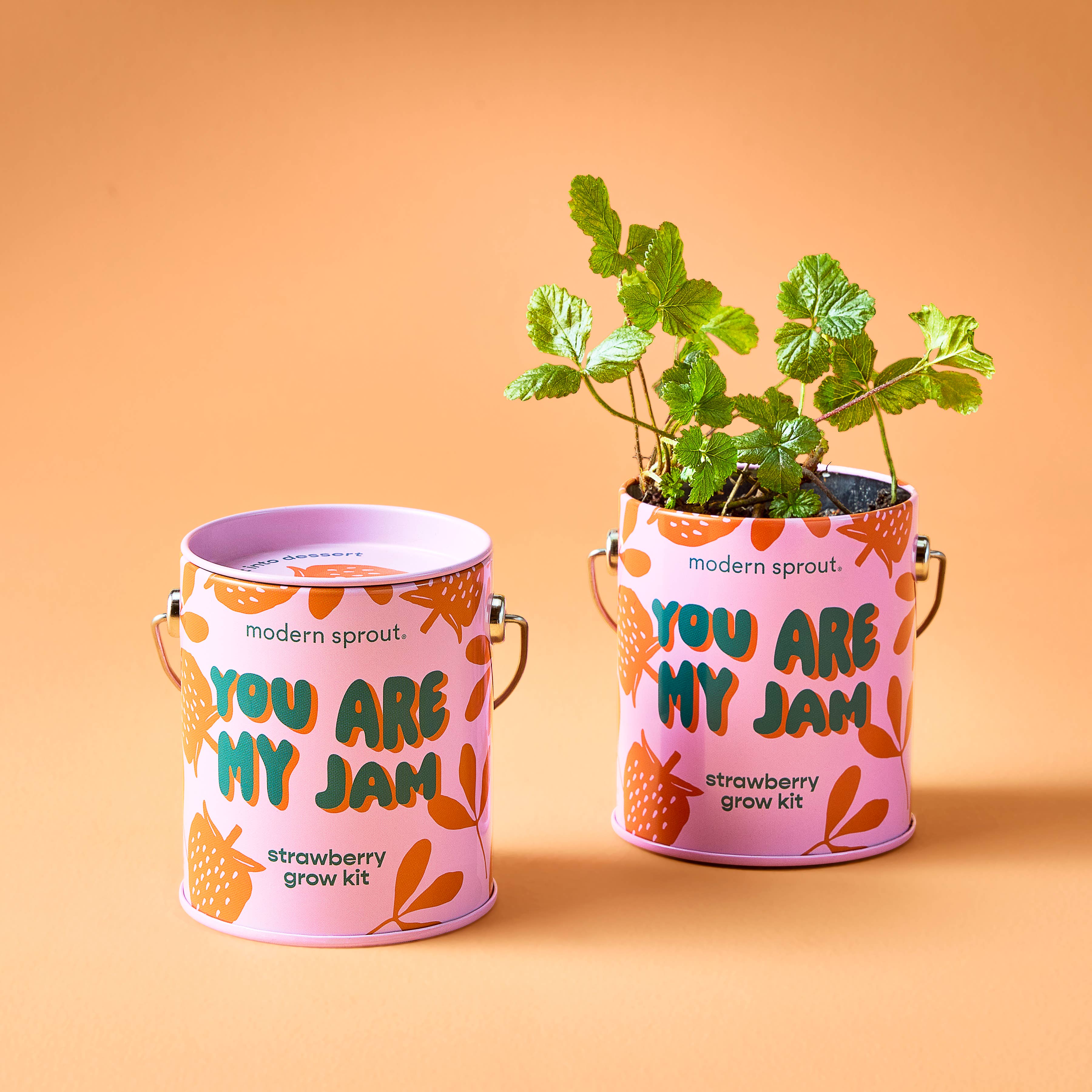 Complementary Color Grow Kit, seed starting gift set, from Modern Sprout