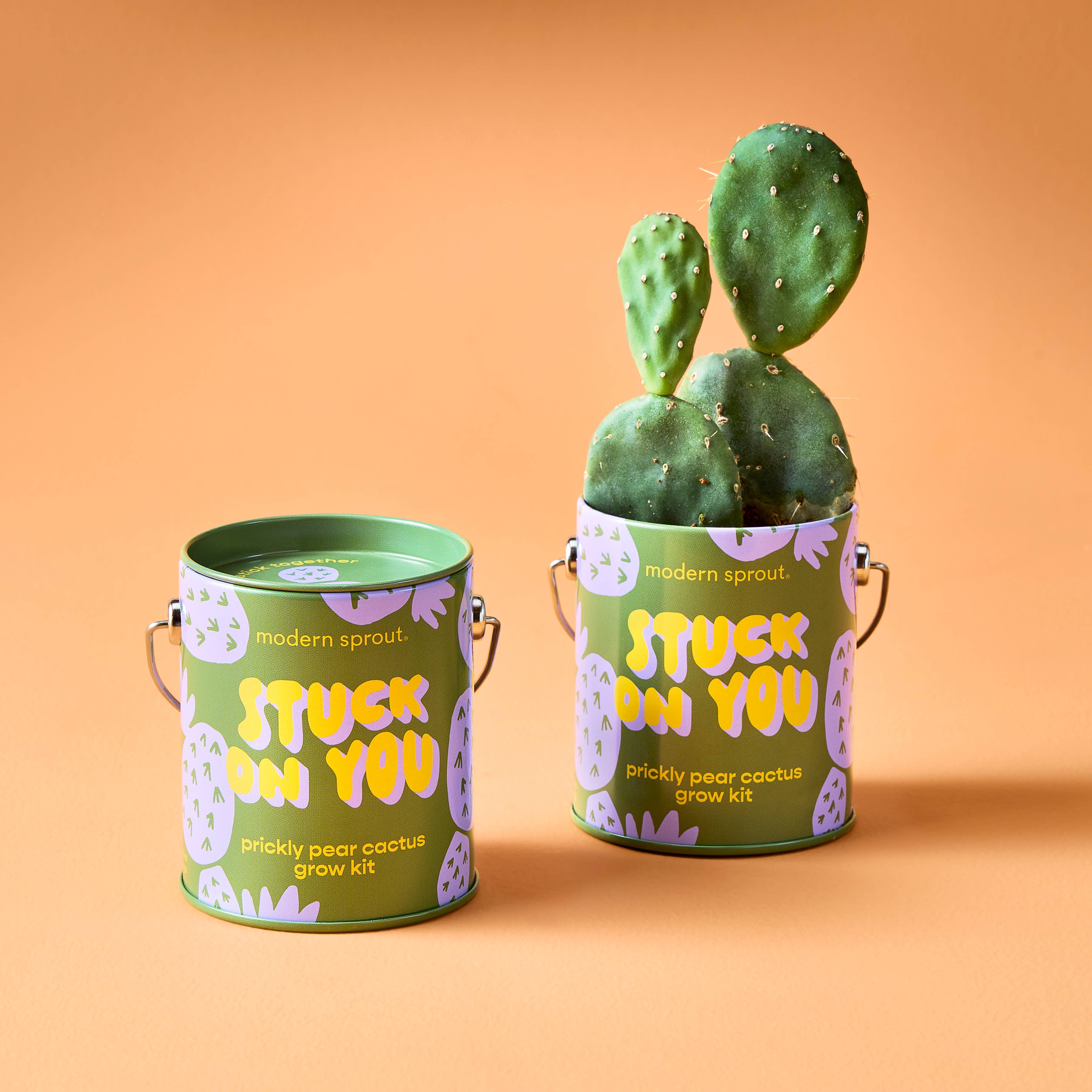 Complementary Color Grow Kits