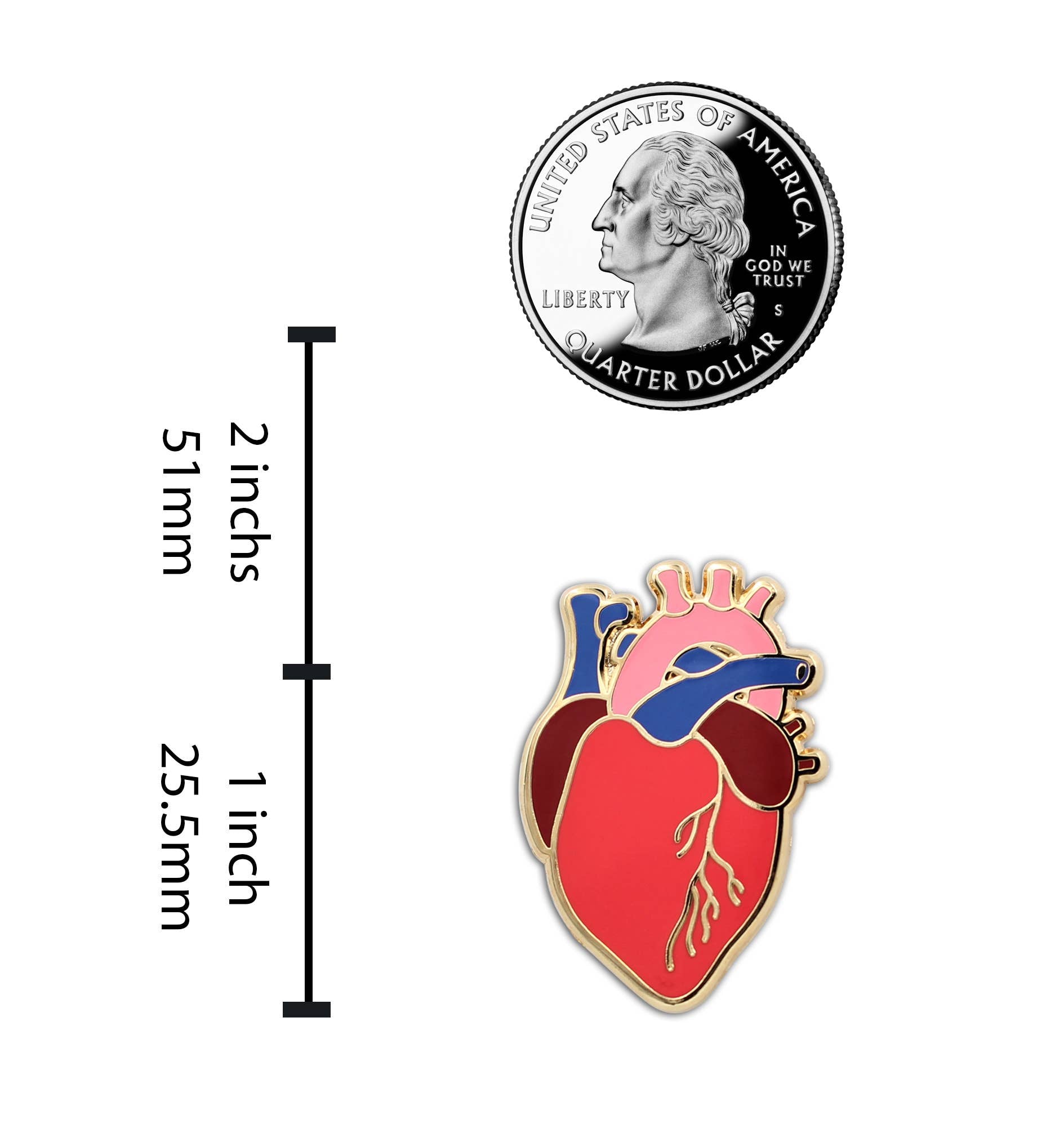 Anatomical Heart Enamel Pin, realistic scientific heart design, from Real Sic