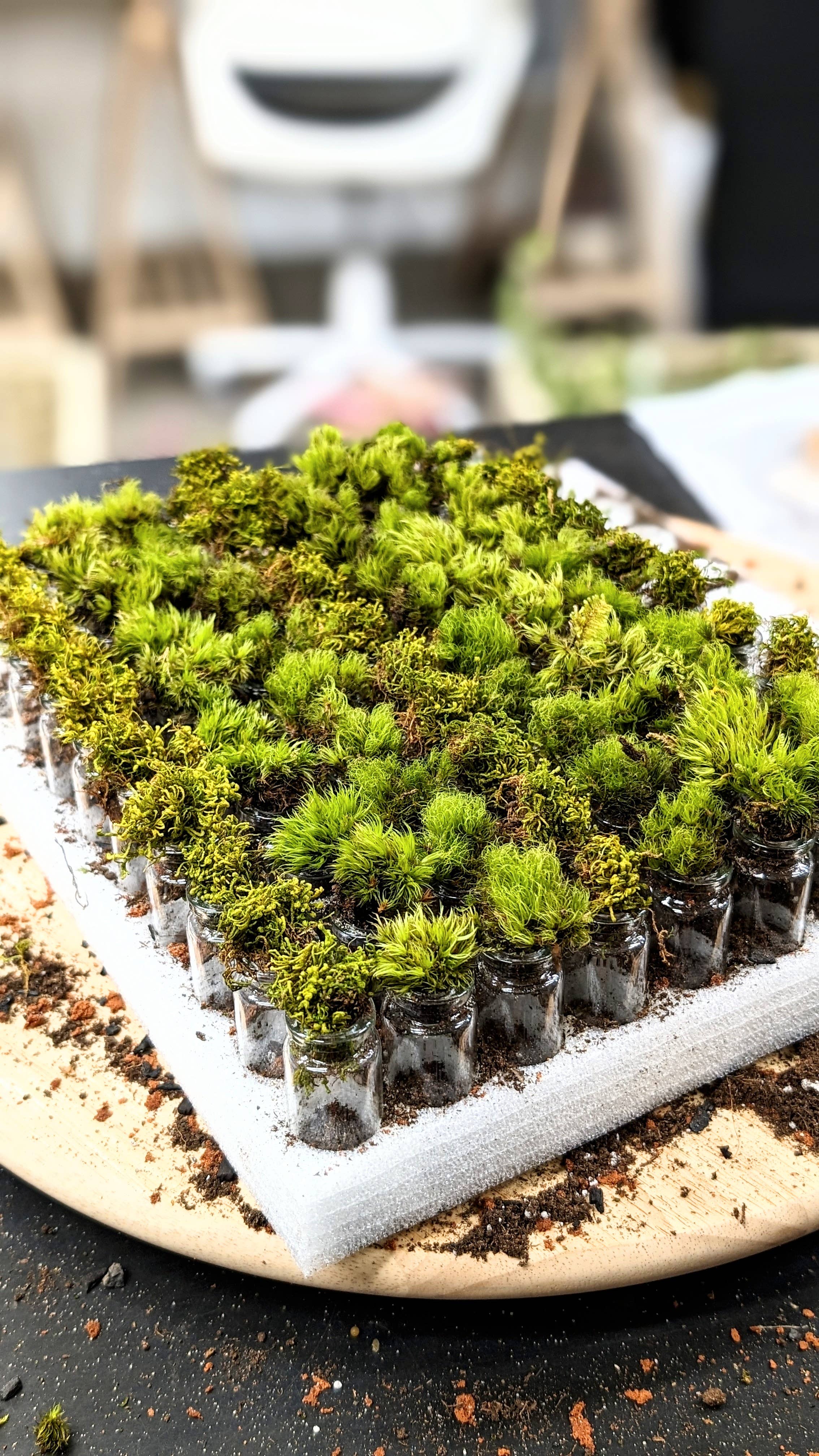 Pocket Terrarium, self sustaining miniature moss ecosystem, from TERRART NYC