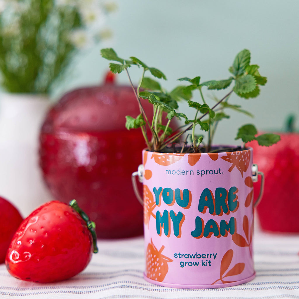 Complementary Color Grow Kits