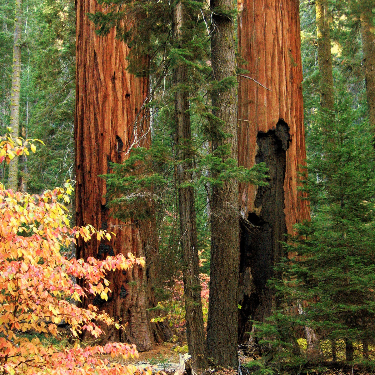 Two giant sequoia trunks with red fire-scarred bark rising through a forest, autumn dogwood in front. NPS photo by Anthony Caprio