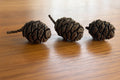 Three hand-gathered Giant Sequoia pinecones lined up on a wood table, hand sourced in the Pacific Northwest