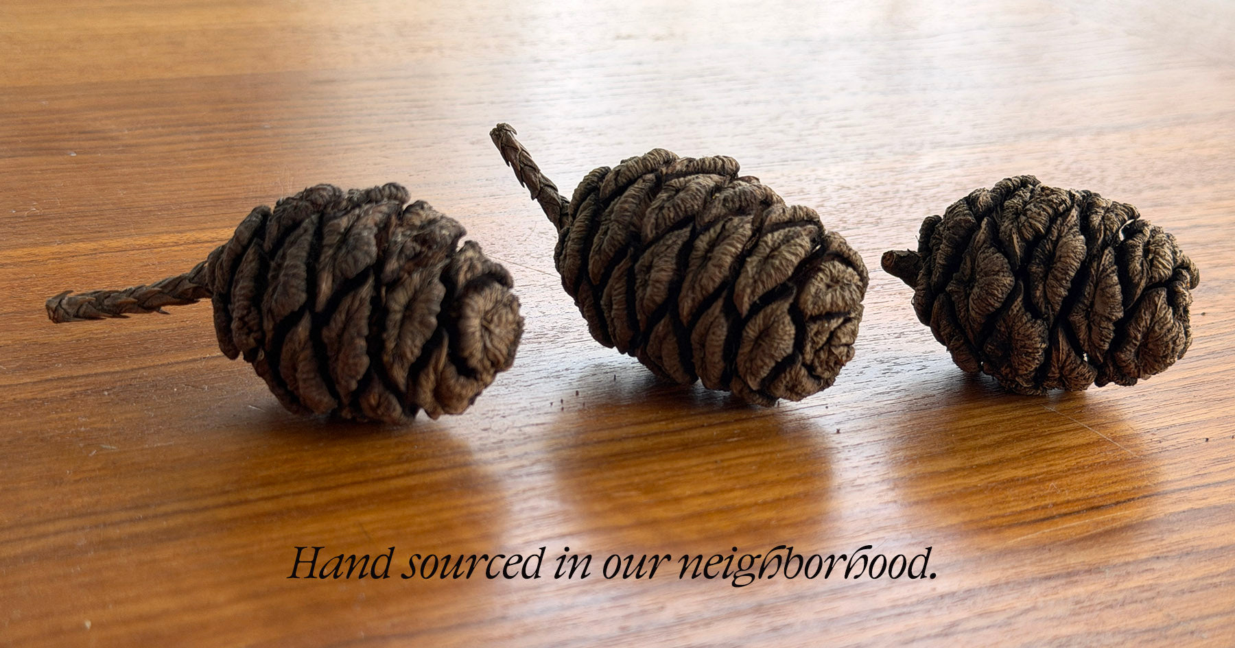 Three hand-gathered Giant Sequoia pinecones lined up on a wood table, hand sourced in the Pacific Northwest